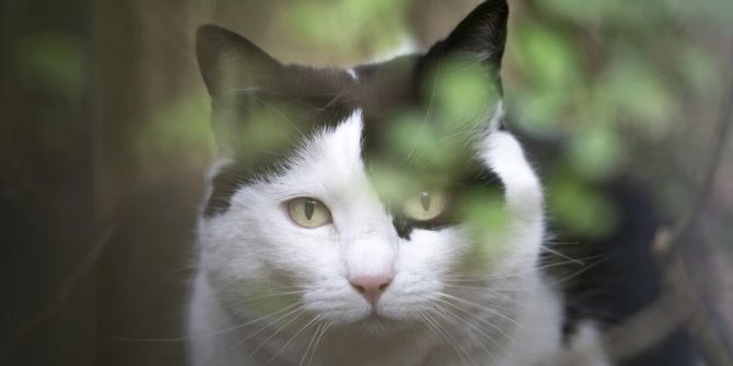 Katze