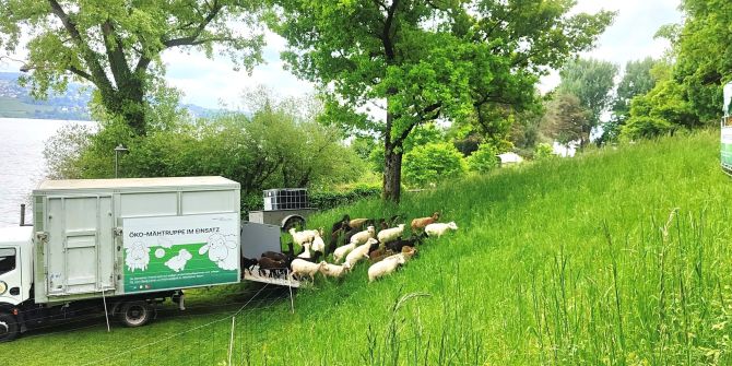 Thalwil Gemeindeschafe Seeanlage Farb
