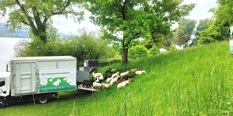Thalwil Gemeindeschafe Seeanlage Farb
