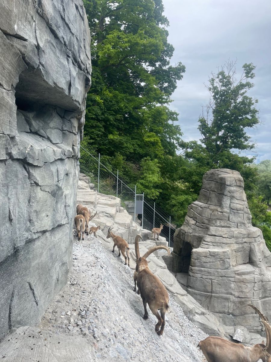 Tierpark Bern