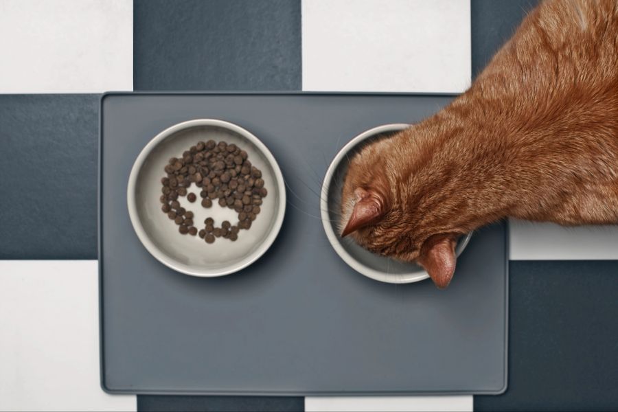 Katze frisst aus einer Schale