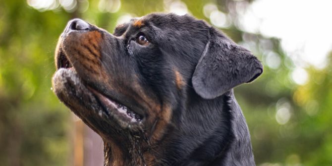 Rottweiler