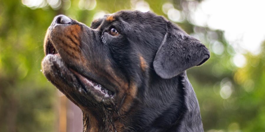 Rottweiler