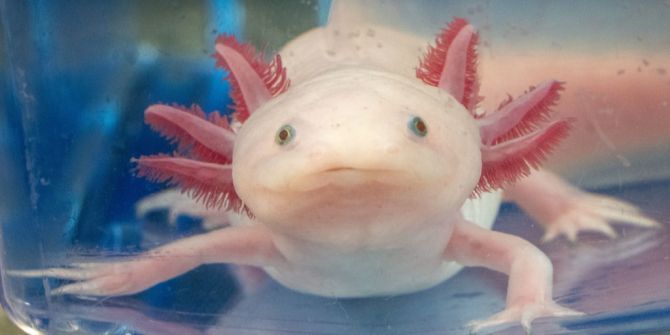 Axolotl