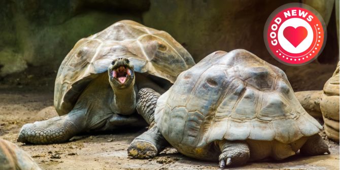 Galapagos-Schildkröte 135 Jahre Vatertag