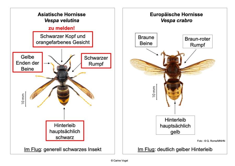 Die Asiatische Hornisse.