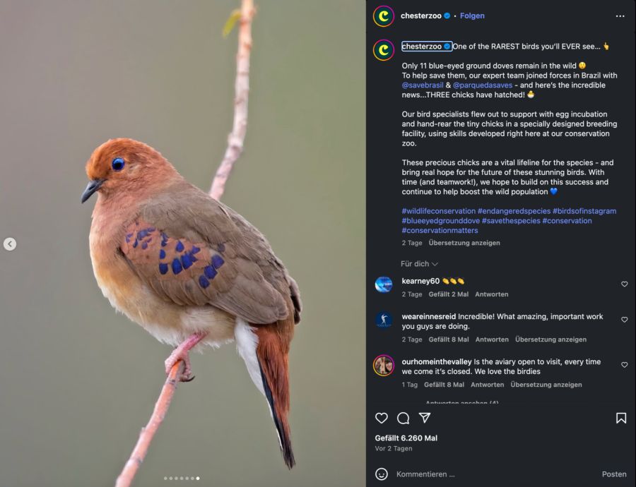 ausgewachsenes Blauaugentäubchen
