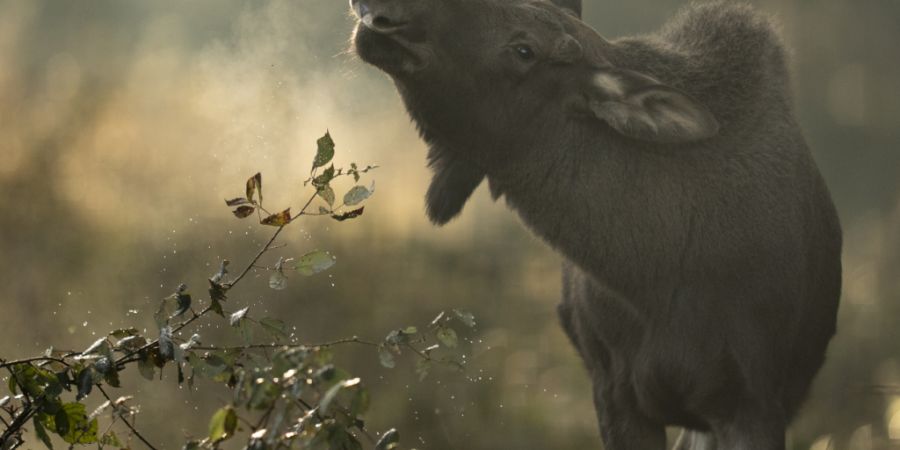 Der Elch (Alces alces) ist die grösste Hirschart Europas und seit einigen Jahren auf dem Vormarsch in südwestliche Regionen. (Symbolbild)