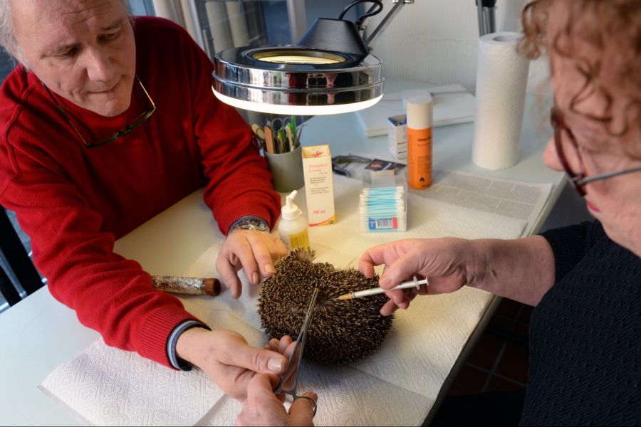 Ein Igel wird in einer Klinik aufgepäppelt.