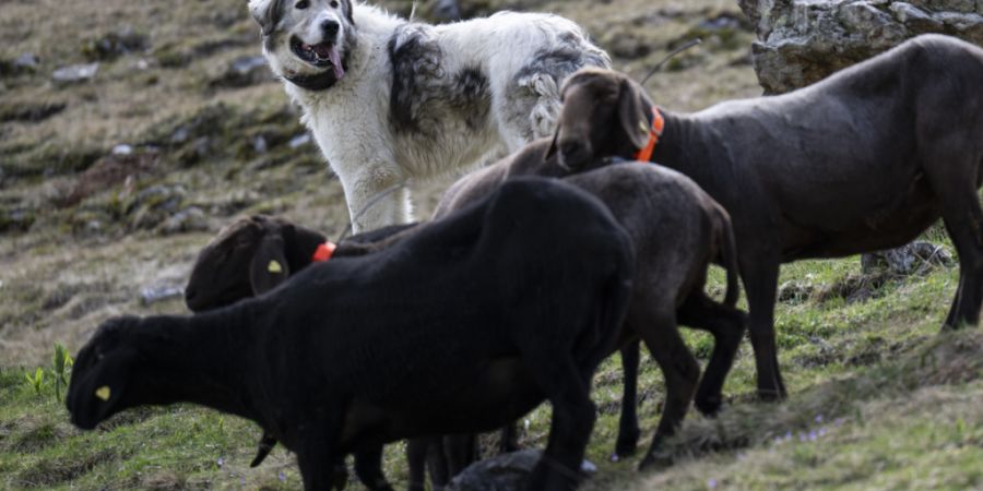 Naturschutzorganisationen setzen auf den Herdenschutz, wie hier mit Herdenschutzhunden, statt auf Wolfsabschüsse. (Archivbild)
