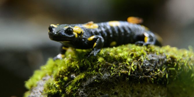 Salamander
