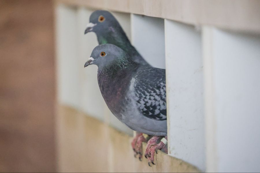 Der Verein Stadttauben rät von Einzelhaltung ab.