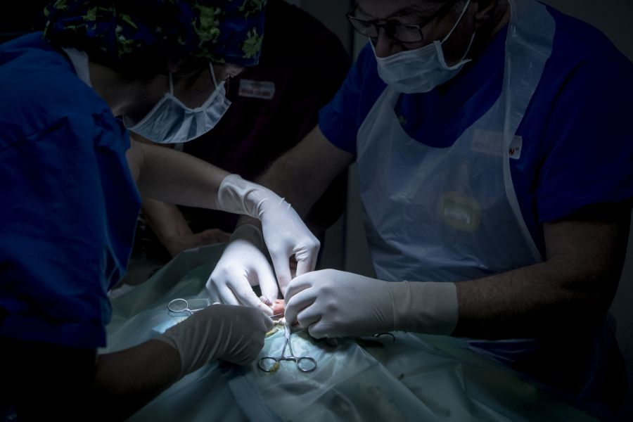 Polajnar bittet um mehr Verständnis: Die Praxis hilft rund um die Uhr, doch emotionale und finanzielle Belastungen machen den Beruf zunehmend herausfordernd.