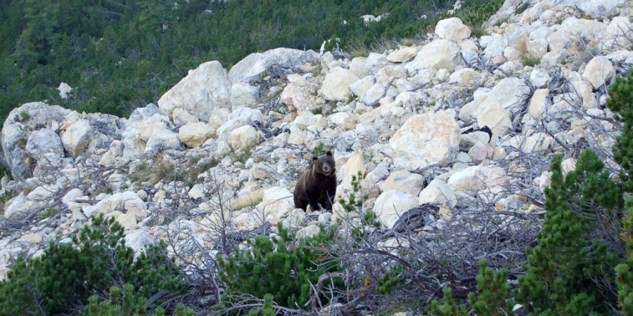 Der Bär ist ins Puschlav zurückgekehrt. Vor dreizehn Jahren hatte die Anwesenheit des Exemplars M13 (siehe Foto) für viel Aufsehen gesorgt. Das Tier wurde schliesslich erschossen. (A...