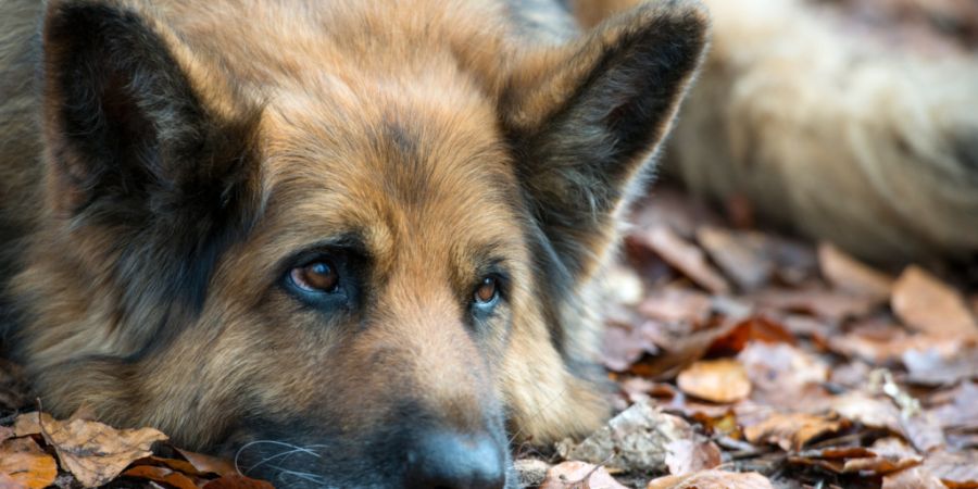 Unterscheidet sich neuroanatomisch stark vom Wolf: der Deutsche Schäferhund. (Archivbild)