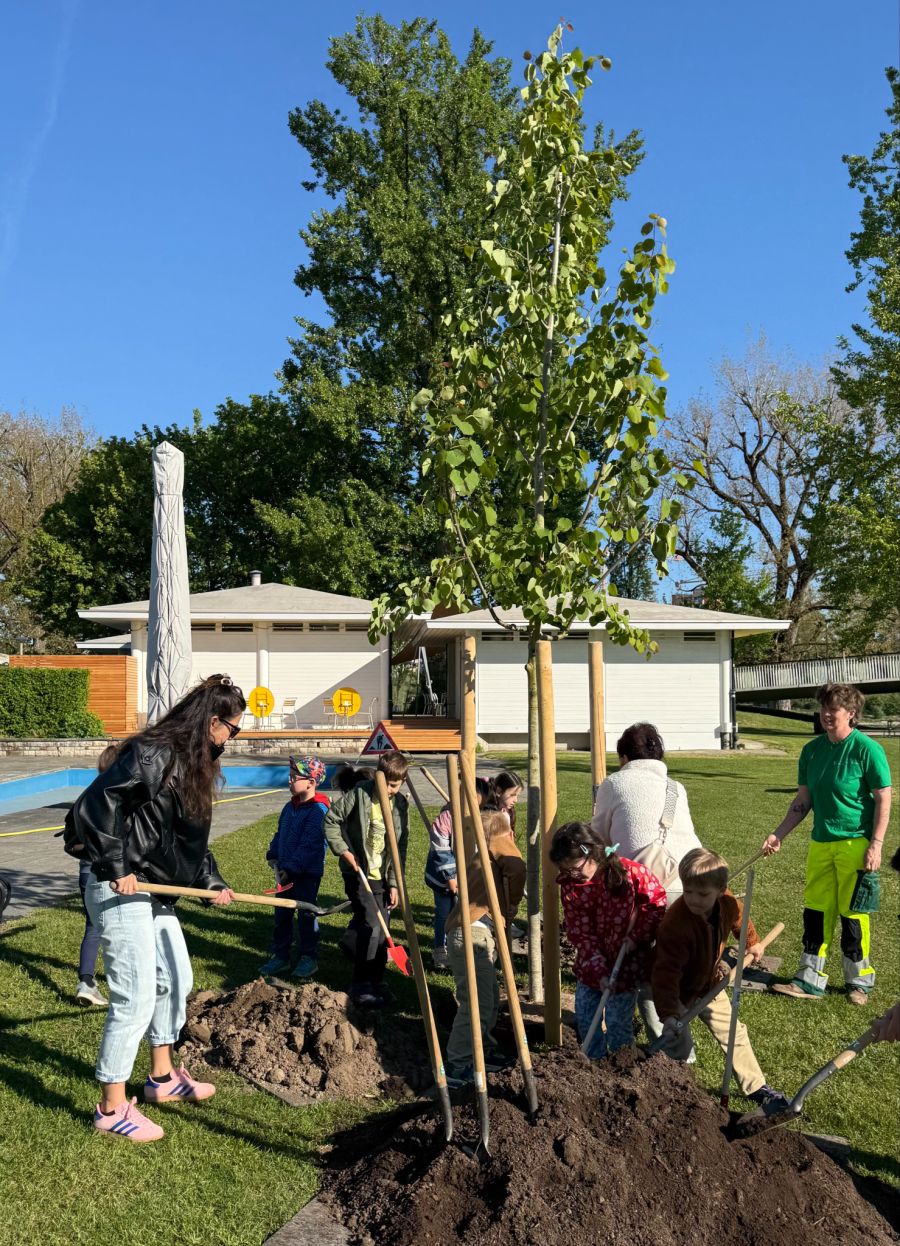 Das Holz der Zitterpappel wird unter anderem dafür verwendet, um Schuhe herzustellen, wie Stadtgärtnerei-Leiter Trueb verriet.