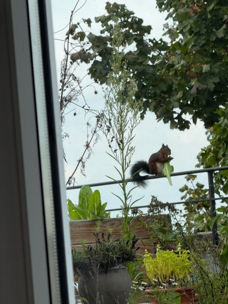 «Besonders toll finden sie das Gemüse, das wir anbauen», sagt Samira Marti über die Eichhörnchen auf ihrem Balkon.