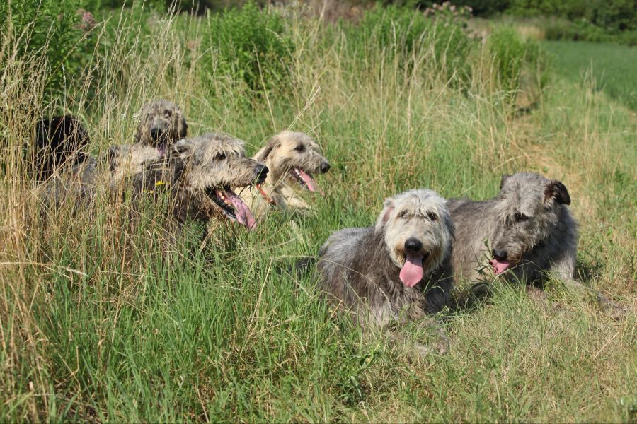 Gruppe Irischer Wolfshunde im Gras.