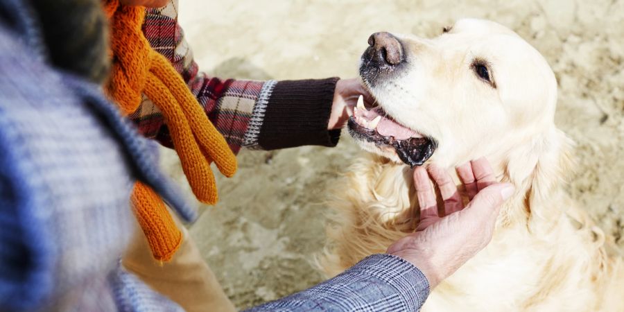 Frau streichelt Hund