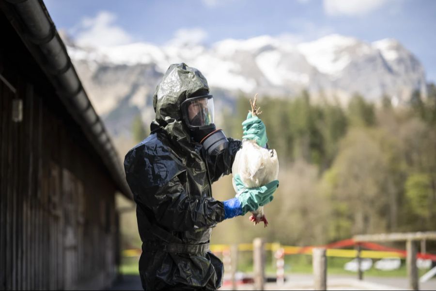 Für Ana Rita Gonçalves, Leiterin des Nationalen Referenzzentrums für Influenza, ist es «offensichtlich, dass die Vogelgrippe beim Menschen pandemisch werden wird». (Symbolbild)