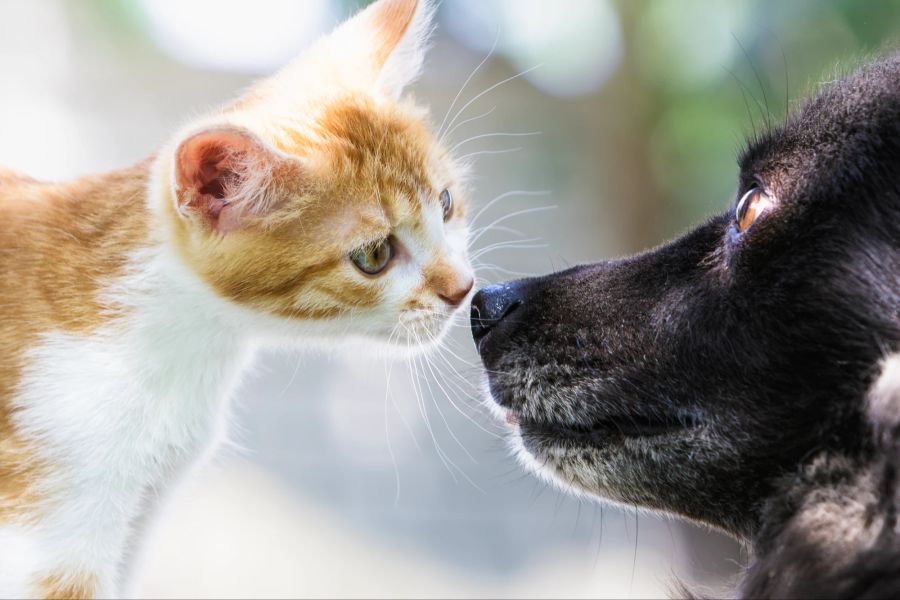 Hund, Katze