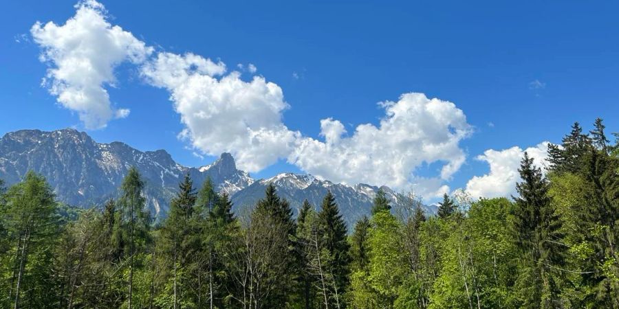 Thun Strättligenwald