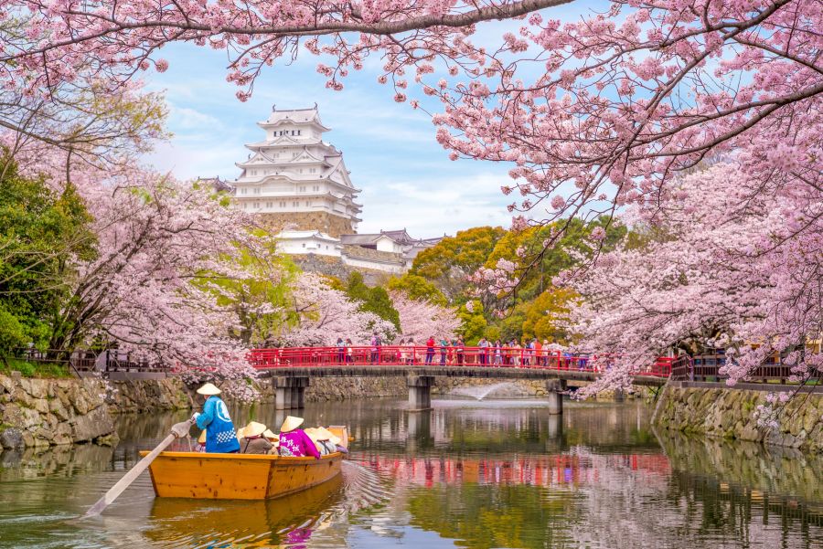 Himeji Burg mit schöner Kirschblüte im Frühling.