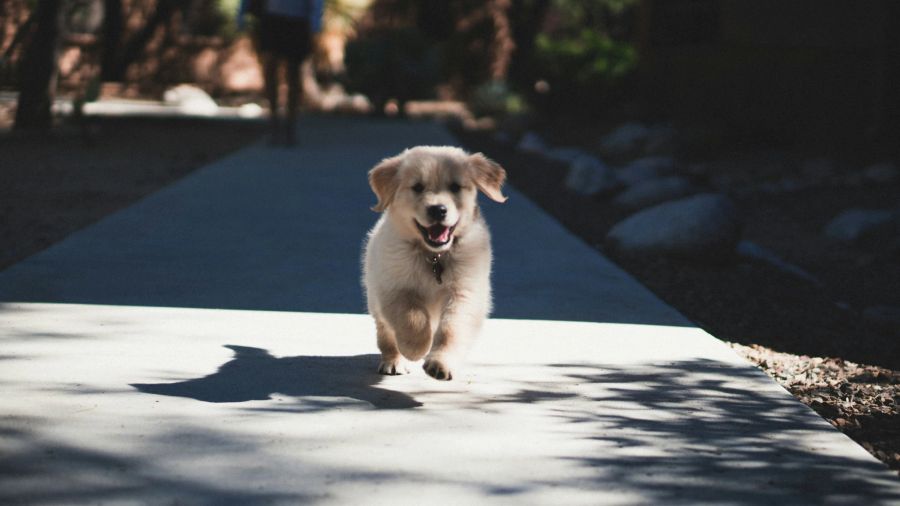 Der Hund soll sich freuen auf die gemeinsame Zeit mit Ihnen.