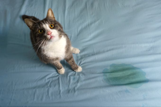 Wenige Urintropfen in der Wohnung deuten darauf hin, dass die Katze ihr Revier markiert, doch bei grösseren Flecken steckt womöglich ein anderer Grund dahinter. Katze, Urinfleck