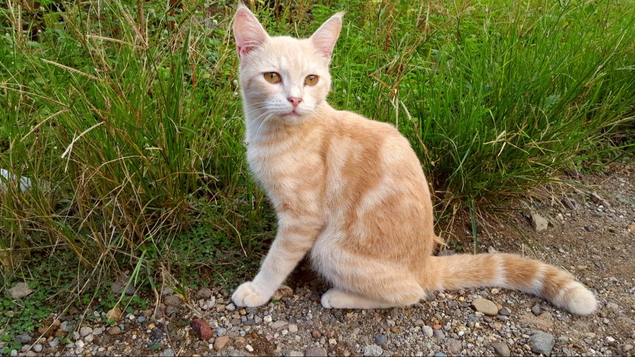 Auch die Orientalische Langhaar Katze ist ideal für Menschen, die gegen Katzenhaare allergisch sind.