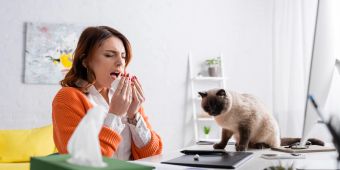 Katzen, die nicht haaren, sind für Allergiker ein Muss.