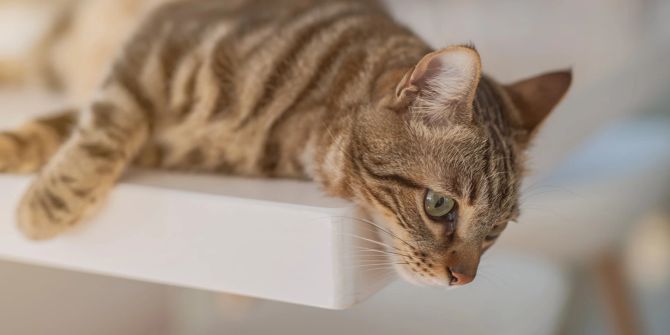 Katze auf einem Tisch