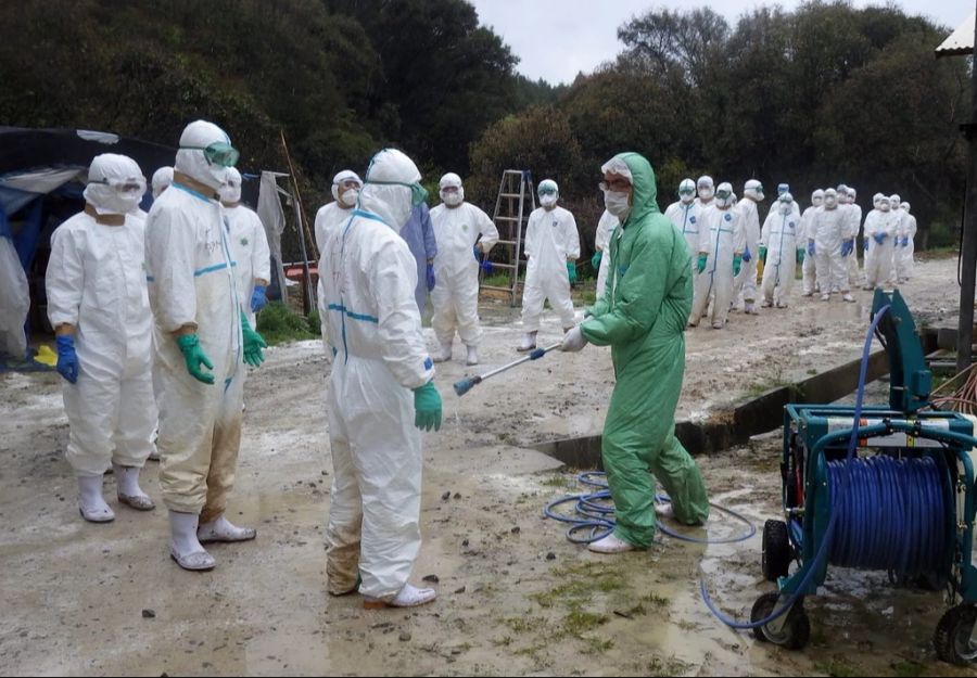 Immer wieder bricht die Vogelgrippe aus und sorgt weltweit für heftige Reaktionen. (Im Bild: Japan)