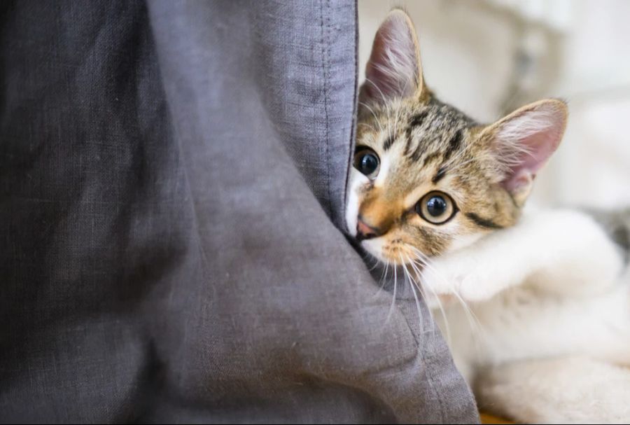 Vermieter beklagen, dass Katzen oft Lärm und Geruch verursachen und gemeinsame Einrichtungen beschädigen.