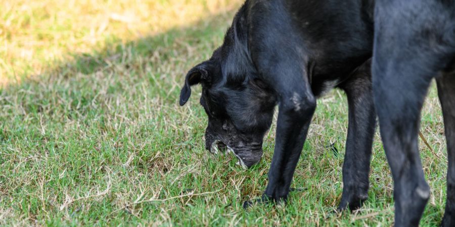 Würgen bei Hunden