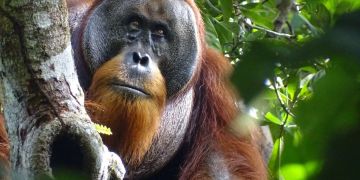 Orang-Utan Pflanze