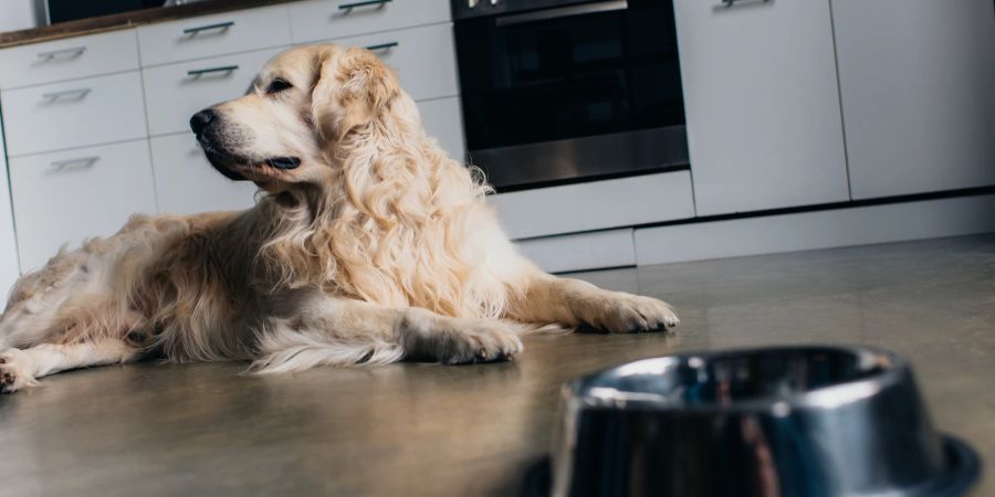 Hund in der Küche