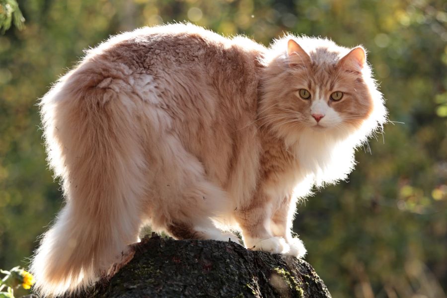 Die norwegische Waldkatze steht auf Rang fünf der beliebtesten Katzenrassen in der Schweiz.