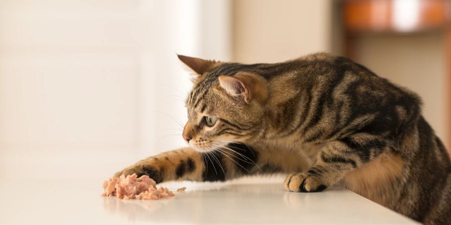 Für den ständigen Hunger gibt es bei Katzen viele Gründe, zum Beispiel Stress.