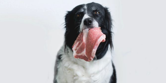 Hund mit Fleisch