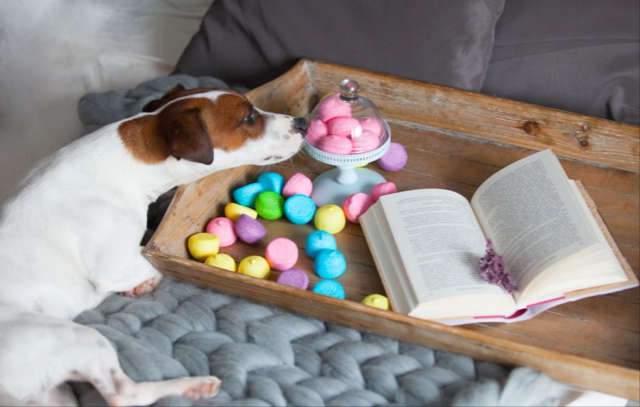 Hund, bunte Marshmallows, Tablett, Buch