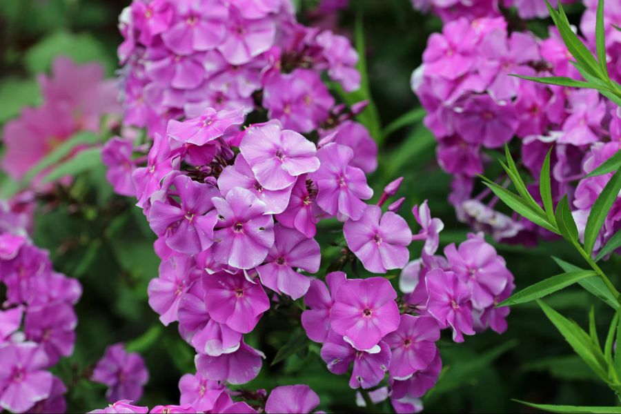 Lilafarbener Phlox