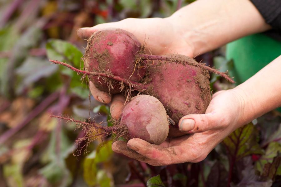 Hände mit frischer Rote Bete aus dem Garten