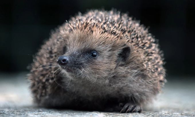 Igel