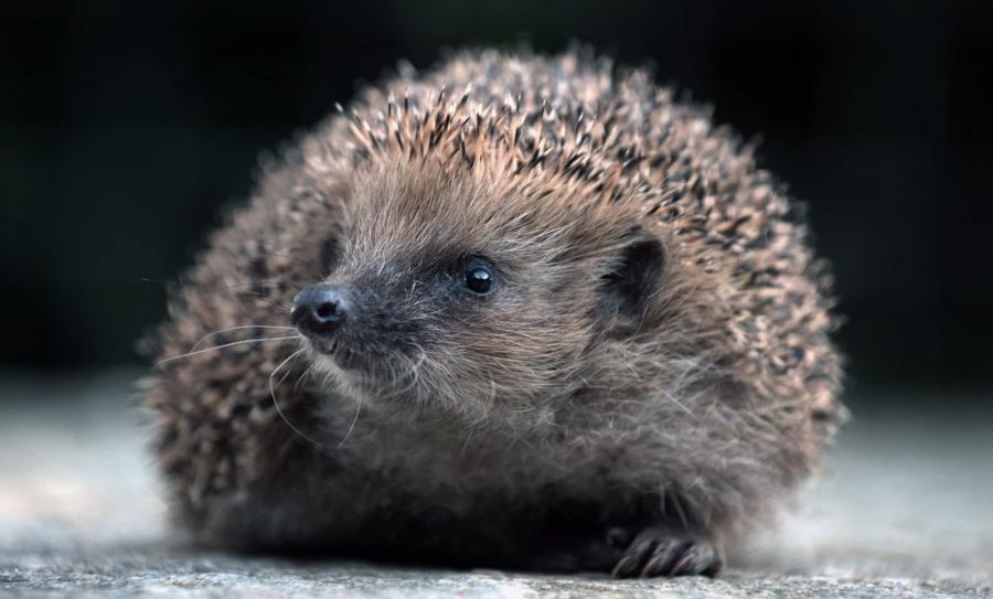 Punkto Schneckengift setze man Igeln und anderen Wildtieren zuliebe besser auf eisenbasierte Gifte statt Metaldehyd.