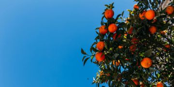 orangenbaum, blauer himmel