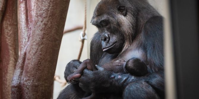 Zoo Basel