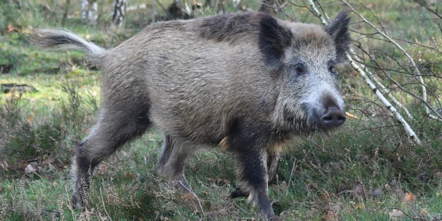 Wildschein Ernteschäden Keiler