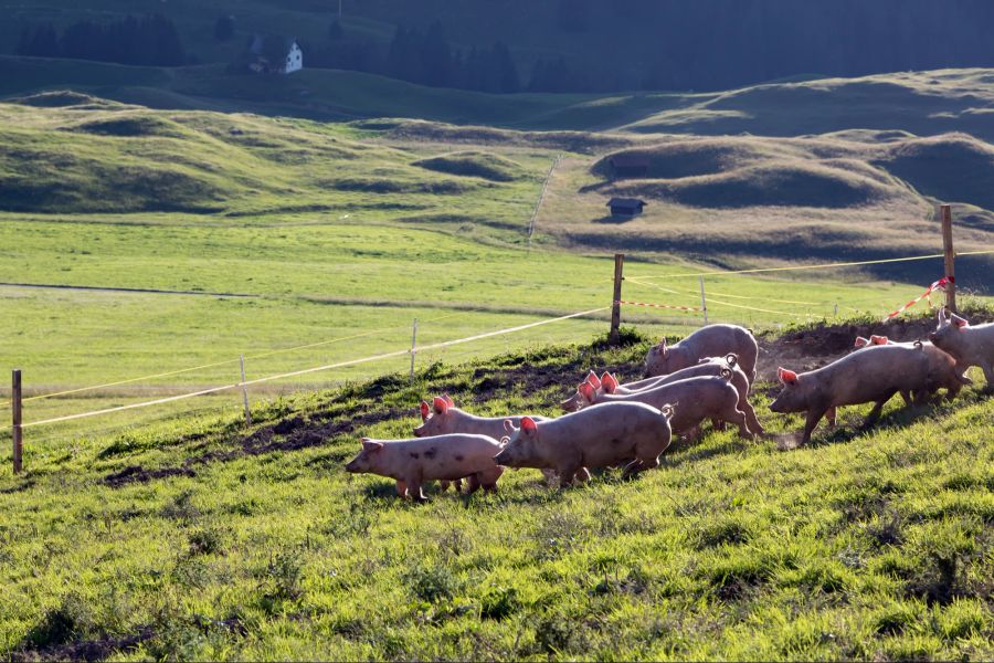 Tierschutz