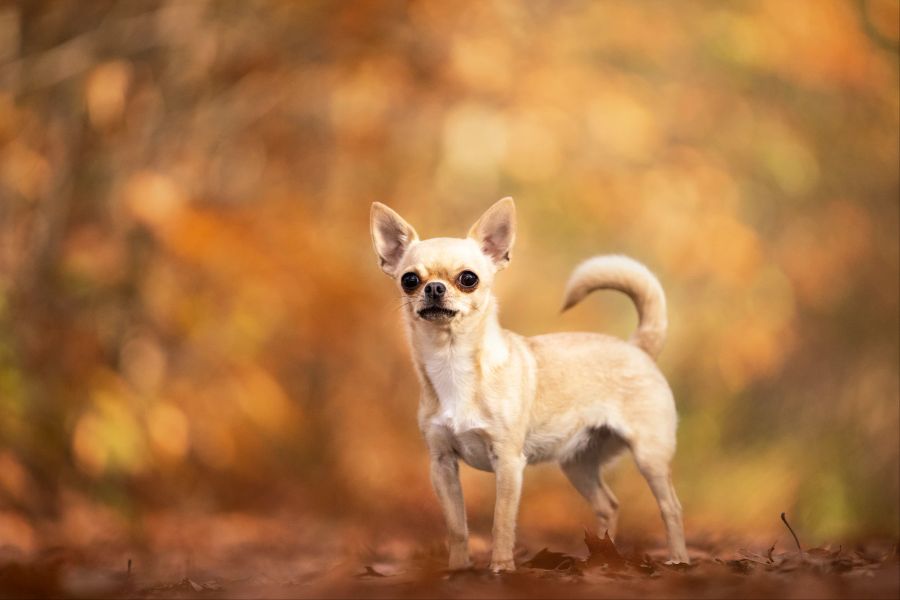 Chihuahua auf Strohballen